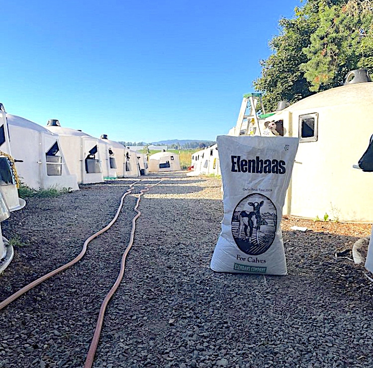 Elenbaas Company Livestock Feeds Everson