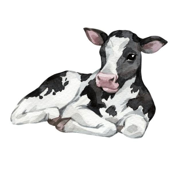 Our Feeds Livestock Feeds Everson Elenbaas Company