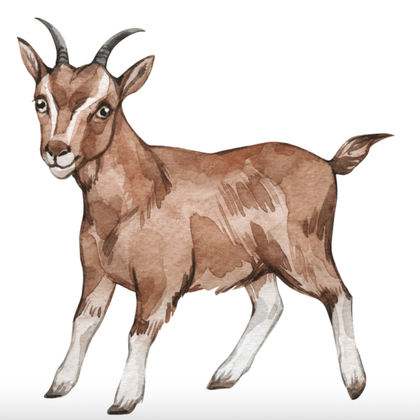 Our Feeds Livestock Feeds Everson Elenbaas Company