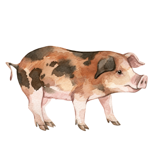 Our Feeds Livestock Feeds Everson Elenbaas Company