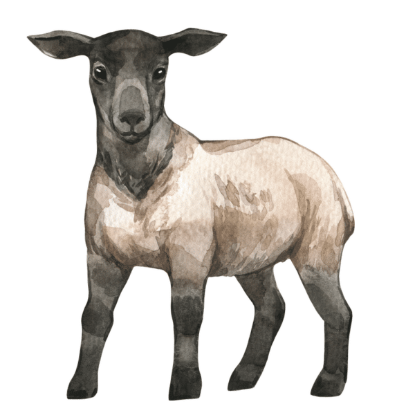 Our Feeds Livestock Feeds Everson Elenbaas Company