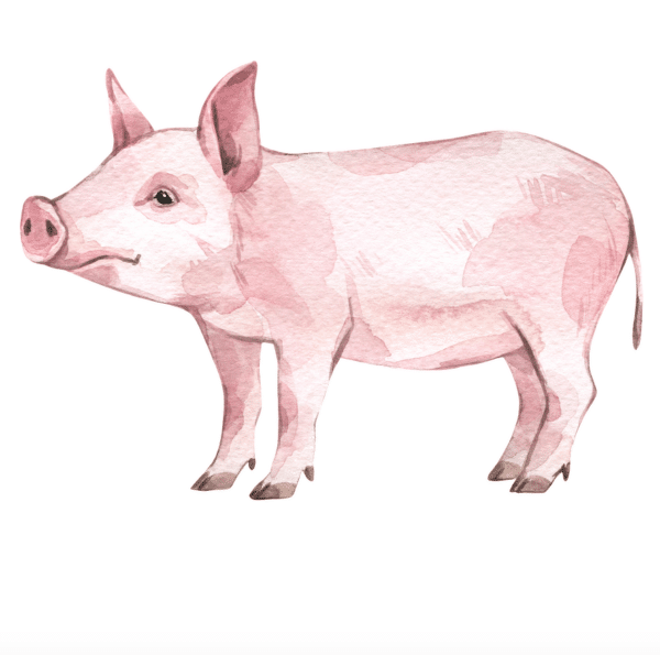 Our Feeds Livestock Feeds Everson Elenbaas Company